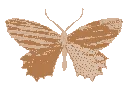 s_butterflybrown
