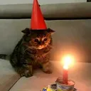 sadcat Discord Emoji