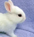 buny