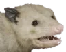 CCb_opossum
