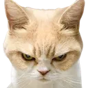 AngryCat