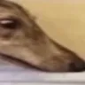 dugg