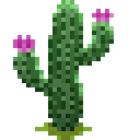 Cactus