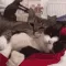 CE_Cuddles4U