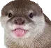 cuteotter