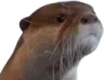 otterWTF