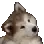 Confused_Dog