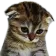 sadcat Discord Emoji