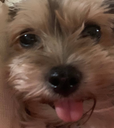 misslily Discord emoji