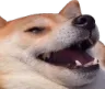 dogekek