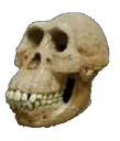 4skull 4skull