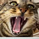 AAAAAA