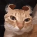 cqta