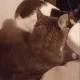 CE_CatEatCat