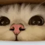 CE_Sniffsniff3