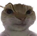 cateyebrow
