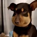 Kevin