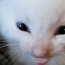 REEEEEHHEE