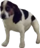 Frank