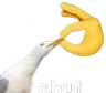 Shut Shut
