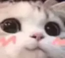 smileblushcatuwu