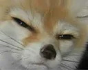 FoxJudge