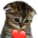 ValentinesSadCat