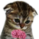 FlowerSadCat