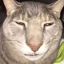 gat