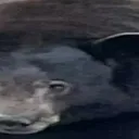 the