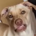 dawgew