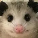 sillyguy