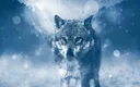 winterwolf4kwallpaper11555149827