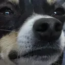dogesus
