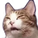squintcat