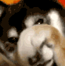 dogeEMBARRASSED