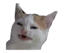Offendedcat Discord Emoji