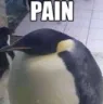 penguin_Pain penguin_Pain