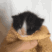 3418towelkittenmeowing2 Discord Emoji