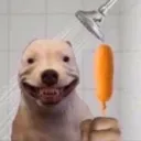 dog dog