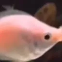 fishkiss1
