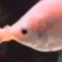 fishkiss2 fishkiss2