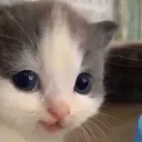 hehecat