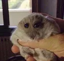 squeesh