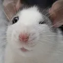 ratwink