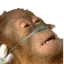 ded ded