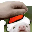 PigPet_Fast