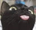 CatBlep2