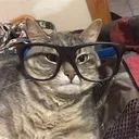 Nerd Cat Nerd_Cat Discord Emoji