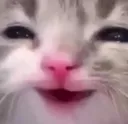 CatXD_Dw Discord emoji